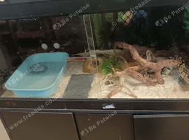 I have a lovely boa for sale with vivarium