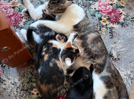 5 beautiful kittens available