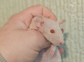 Dumbo Baby Rats ~ Rex & Double Rex