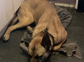 German shepherd cross cane corso