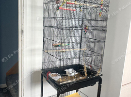Budgie & cage