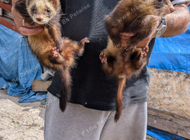 Ferrets for sale