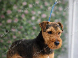 18 months old Lakeland terrier
