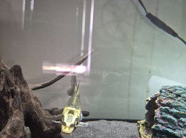 Beautiful fish free to good home.