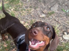 Female Tan and Brown Dachshund - 1 Years Old