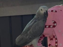 3 years old very friendly African grey