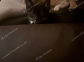 Kittens for sale
