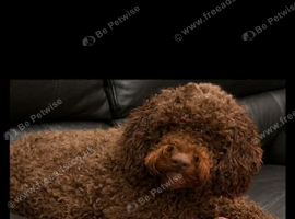 Cockerpoo Stud