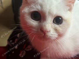 Last white female BSH kitten