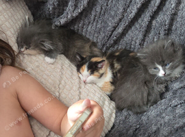 3x ragdoll cross tom cat kittens