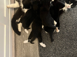 Tuxedo kittens