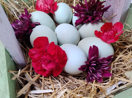 Chickens Fertile Hatching Eggs Cream Legbars and Silver Lavender Marans