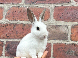 8 week old rabbit in Sheffield