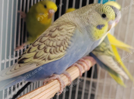 Beautiful Baby Budgies