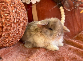 Mini lop babies