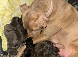 Puppies looking for their forever home