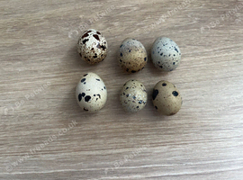 Japenese hatching eggs