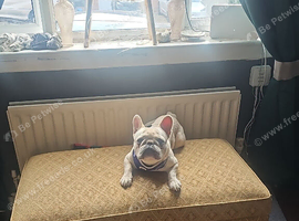 Male french bulldog