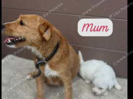 Jack Russel puppies