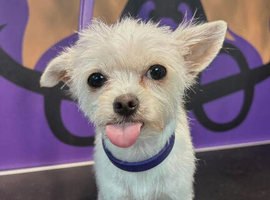 Small female dog/puppy