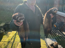 Polecats and ferrets for sale