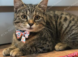 Family pet for rehoming