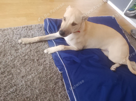 Lurcherxstaffie pup