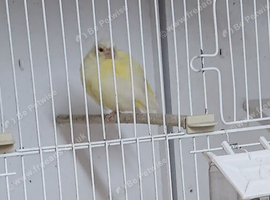 Wanted Lutino cock Greenfinch