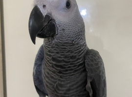 Super tame African grey set up