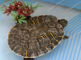 Yellow strips turtle