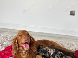 Cocker spaniel puppy&rsquo;s