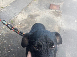 patterdale terrier