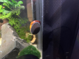 Nerite Snail needs rehoming free
