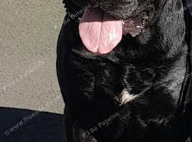 Presa canario