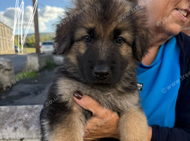 German Shepherd Caucasian Shepherd Swiss Shepherd Puppys