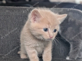 3 beautiful kittens