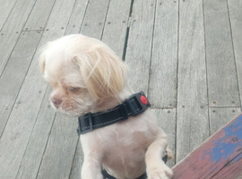 Female imperial shihtzu
