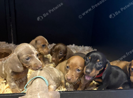 Miniature dachshunds forsale