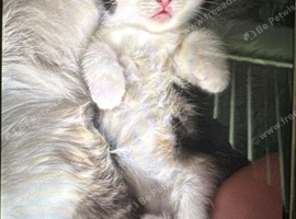 1 x ragdoll cross tom cat kittens