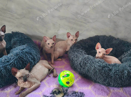 Tica Registered Canadian Sphynx Kittens,READY NOW.