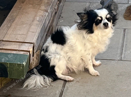 Parti tan point white black chihuahua girl 4 puppies available