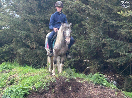 Freckles spotted roan 11.2hh 4yrs old mare