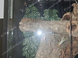Leachianus gecko