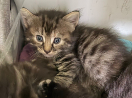 Kittens for sale