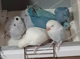 Indian Ringneck Parakeets