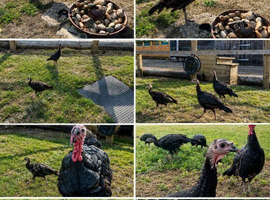 Norfolk Black Turkeys