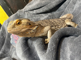Female bearded dragon
