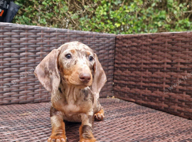 Miniature Dachshund