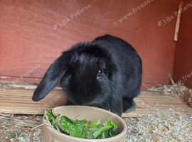 Female Mini Lop 7 months old