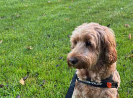 Fully Insured Pet Sitting and Dog Walking in Wantage and Surrounding Villages.